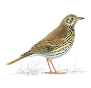 songthrush